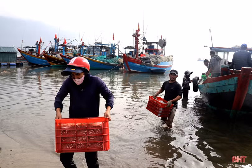 Ngư dân làng biển phía Nam Hà Tĩnh trúng đậm mùa cá cơm