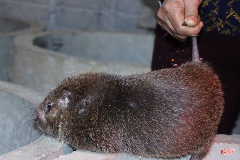 Nuôi dúi, vợ chồng miền sơn cước Hà Tĩnh thu hàng trăm triệu đồng 