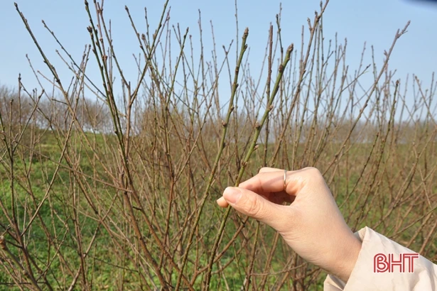 Cấm chặt đào rừng tự nhiên chơi tết, thương lái đổ về làng đào vườn ở Hà Tĩnh đặt mua