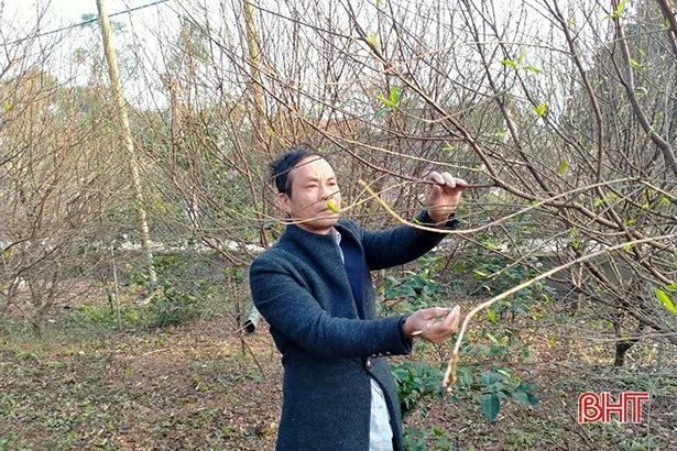 Cấm chặt đào rừng tự nhiên chơi tết, thương lái đổ về làng đào vườn ở Hà Tĩnh đặt mua
