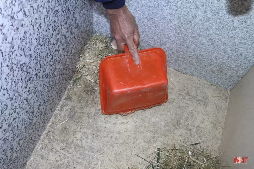 Nuôi dúi, vợ chồng miền sơn cước Hà Tĩnh thu hàng trăm triệu đồng 