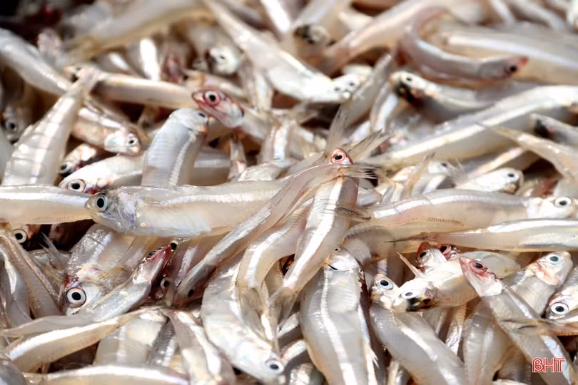 Ngư dân làng biển phía Nam Hà Tĩnh trúng đậm mùa cá cơm