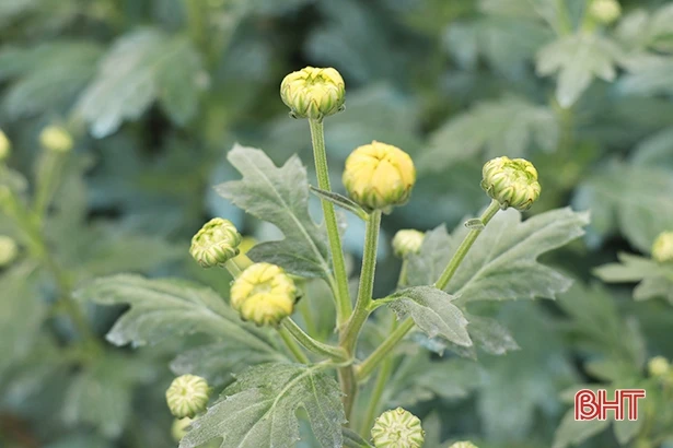 Người dân làng hoa ven đô Hà Tĩnh chăm cho cúc nở đúng tết