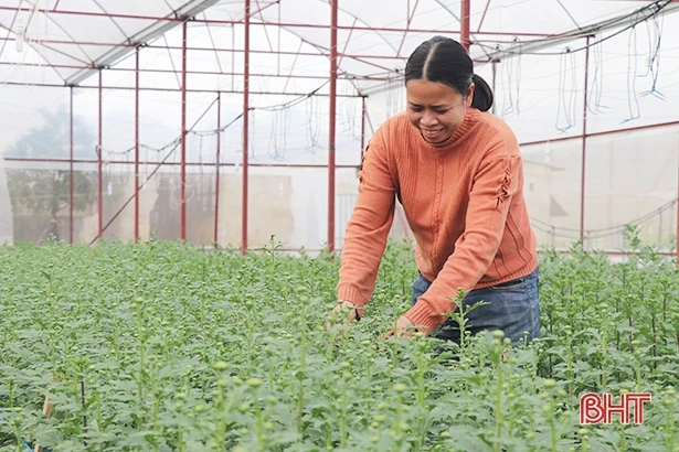 Người dân làng hoa ven đô Hà Tĩnh chăm cho cúc nở đúng tết