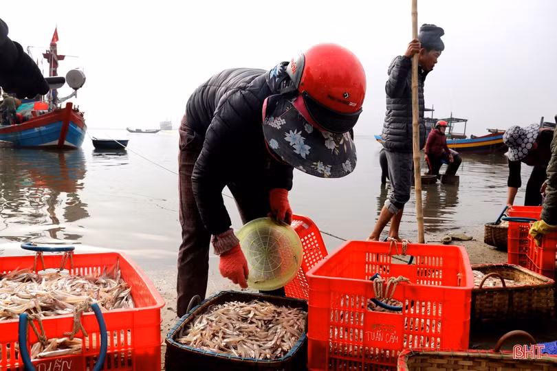 Ngư dân làng biển phía Nam Hà Tĩnh trúng đậm mùa cá cơm