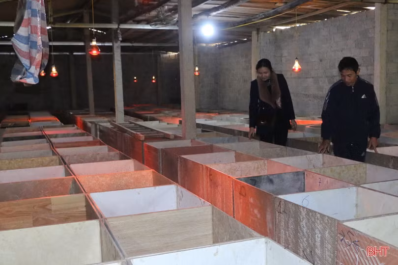 Nuôi dúi, vợ chồng miền sơn cước Hà Tĩnh thu hàng trăm triệu đồng 