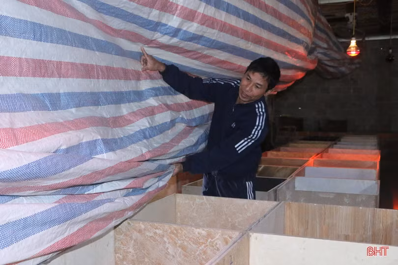 Nuôi dúi, vợ chồng miền sơn cước Hà Tĩnh thu hàng trăm triệu đồng 