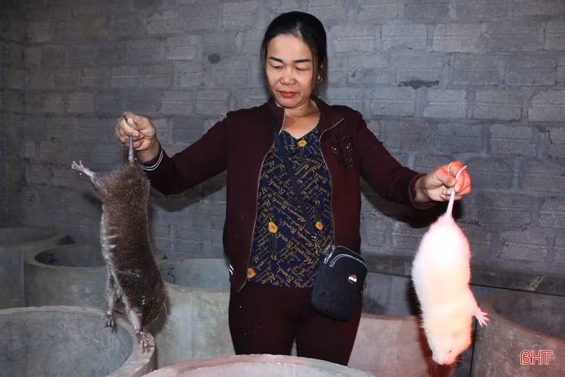 Nuôi dúi, vợ chồng miền sơn cước Hà Tĩnh thu hàng trăm triệu đồng 