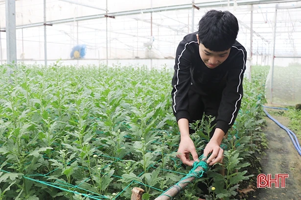 Người dân làng hoa ven đô Hà Tĩnh chăm cho cúc nở đúng tết