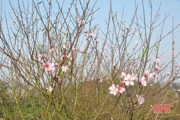 Cấm chặt đào rừng tự nhiên chơi tết, thương lái đổ về làng đào vườn ở Hà Tĩnh đặt mua
