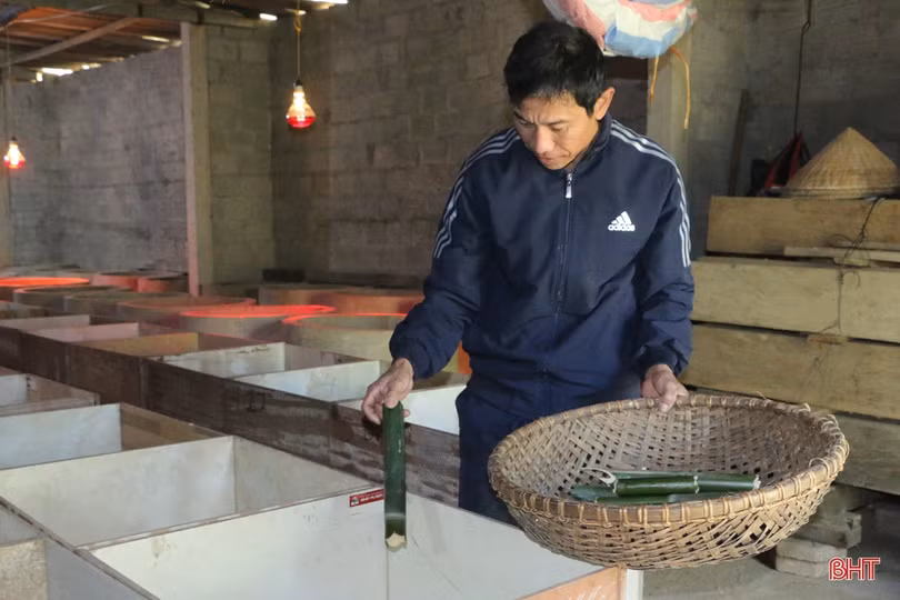 Nuôi dúi, vợ chồng miền sơn cước Hà Tĩnh thu hàng trăm triệu đồng 