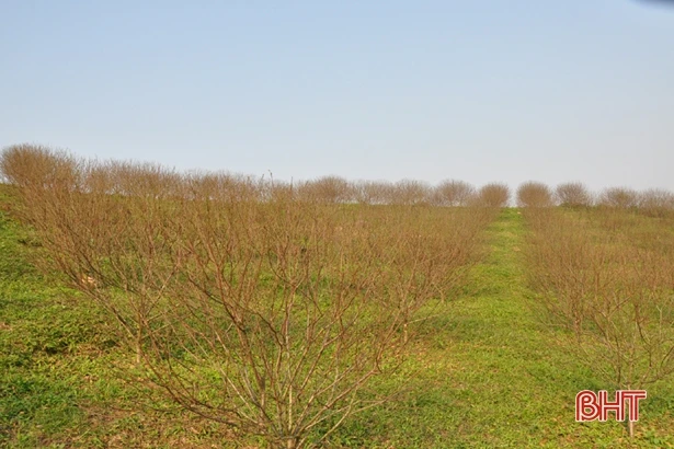 Cấm chặt đào rừng tự nhiên chơi tết, thương lái đổ về làng đào vườn ở Hà Tĩnh đặt mua