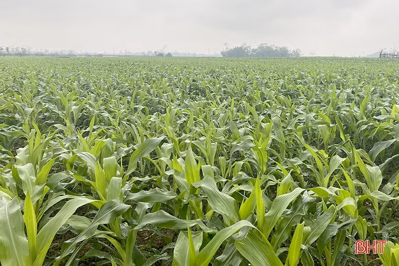 Hà Tĩnh phủ kín diện tích hơn 10 ngàn ha cây trồng vụ đông