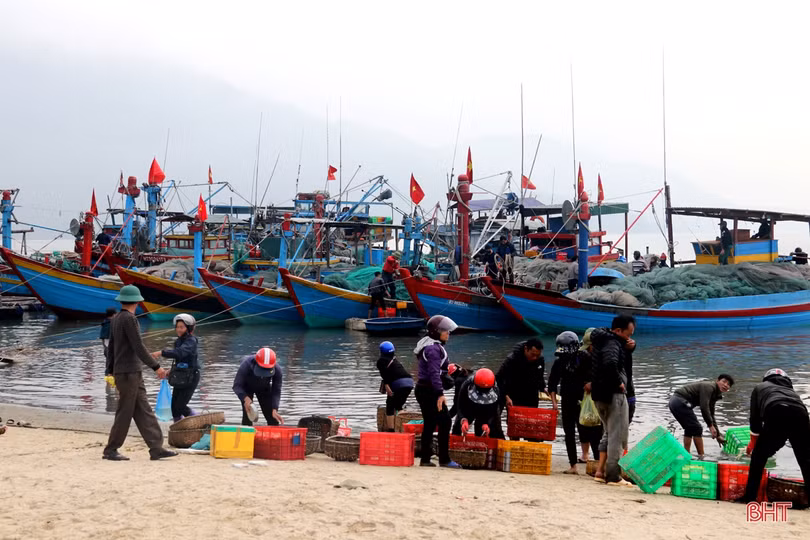 Ngư dân làng biển phía Nam Hà Tĩnh trúng đậm mùa cá cơm