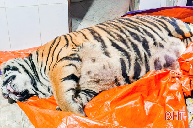Thu giữ cá thể hổ nặng 2,5 tạ trong nhà dân ở huyện miền núi Hà Tĩnh