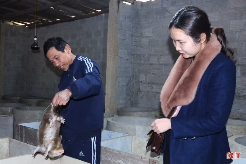 Nuôi dúi, vợ chồng miền sơn cước Hà Tĩnh thu hàng trăm triệu đồng 