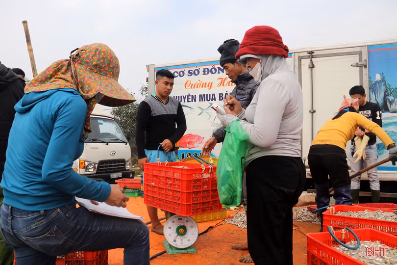 Ngư dân làng biển phía Nam Hà Tĩnh trúng đậm mùa cá cơm