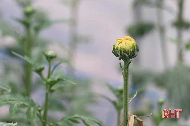 Người dân làng hoa ven đô Hà Tĩnh chăm cho cúc nở đúng tết