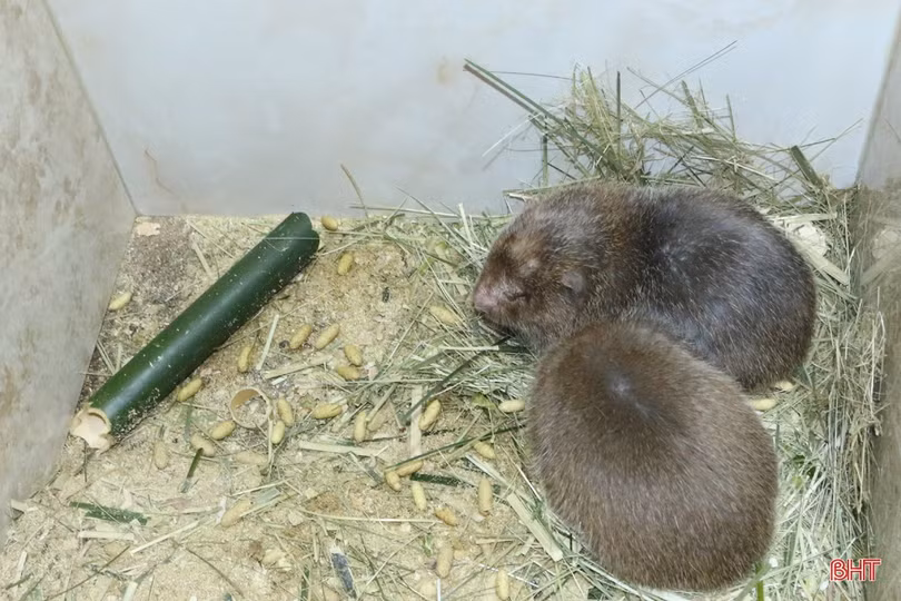 Nuôi dúi, vợ chồng miền sơn cước Hà Tĩnh thu hàng trăm triệu đồng 