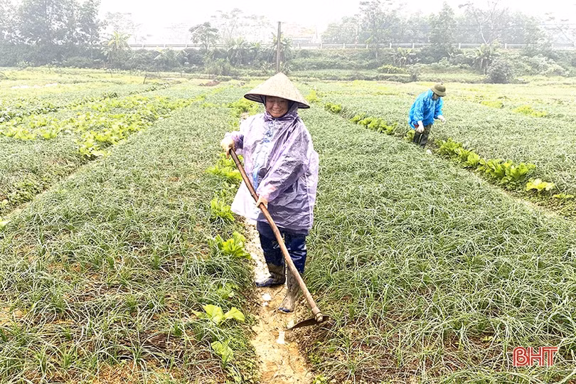 Hà Tĩnh phủ kín diện tích hơn 10 ngàn ha cây trồng vụ đông