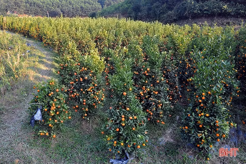 1.000 gốc quất cảnh Hương Sơn sẵn sàng “xuống phố” phục vụ tết