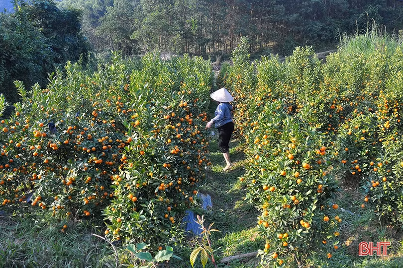 1.000 gốc quất cảnh Hương Sơn sẵn sàng “xuống phố” phục vụ tết