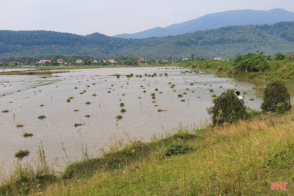 Thâm nhập các “trận địa” đánh bắt, sơ chế, tiêu thụ “chim trời” ở Hà Tĩnh