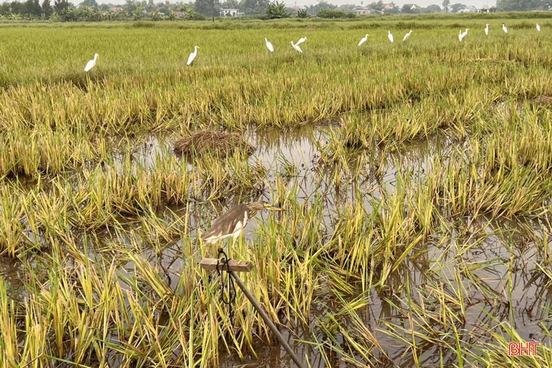 Thâm nhập các “trận địa” đánh bắt, sơ chế, tiêu thụ “chim trời” ở Hà Tĩnh