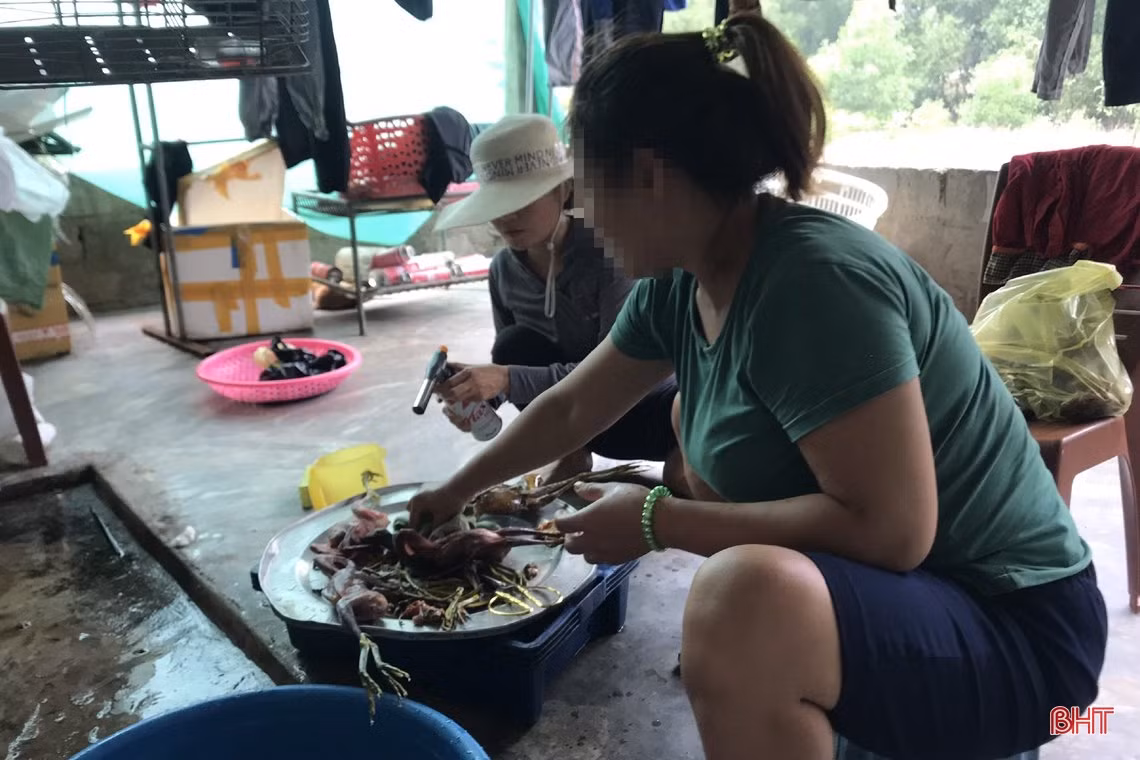 Thâm nhập các “trận địa” đánh bắt, sơ chế, tiêu thụ “chim trời” ở Hà Tĩnh