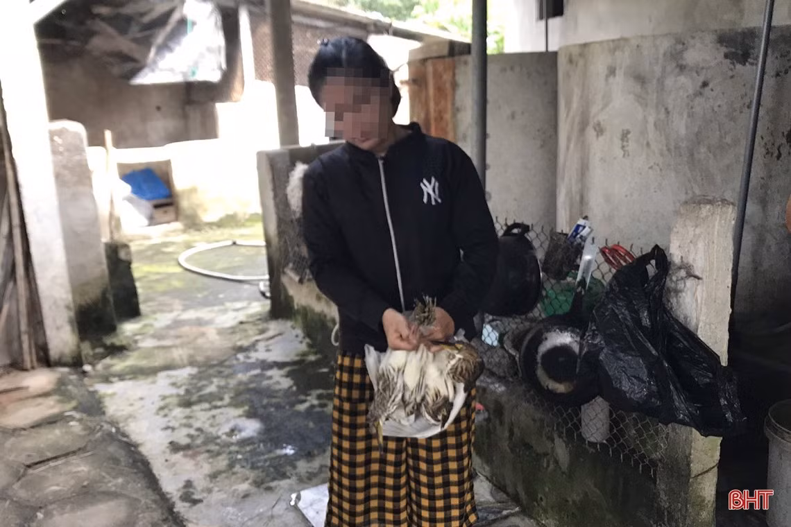 Thâm nhập các “trận địa” đánh bắt, sơ chế, tiêu thụ “chim trời” ở Hà Tĩnh