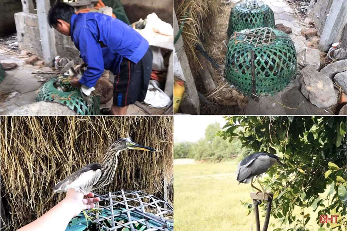 Thâm nhập các “trận địa” đánh bắt, sơ chế, tiêu thụ “chim trời” ở Hà Tĩnh