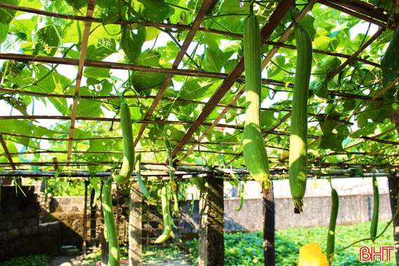 Xanh mát những mảnh vườn ở phường Hải Ninh 