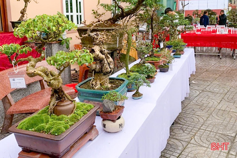 bqbht_br_cay-canh.jpg
