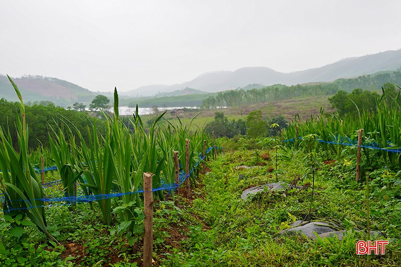 bqbht_br_anh-thanh-7.jpg