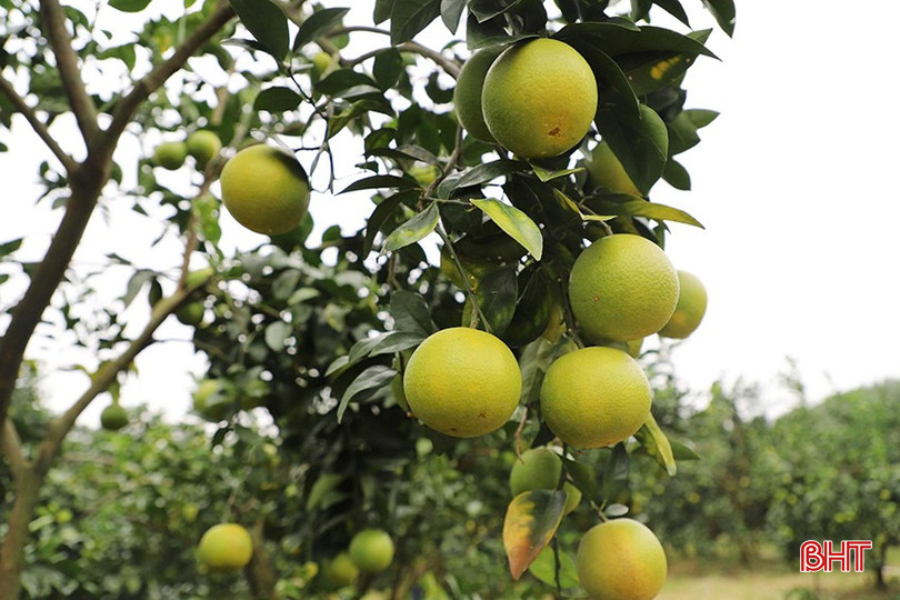 bqbht_br_5.jpg