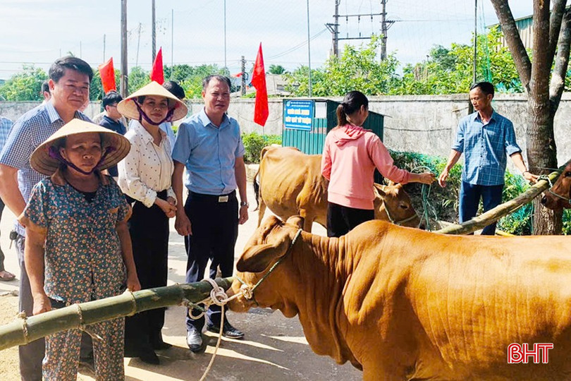 Trao mô hình sinh kế bò cho hộ nghèo ở xã Yên Hòa.