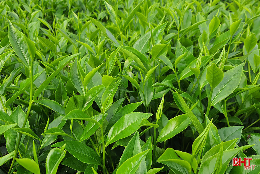 A5 Chè đẹp.jpg