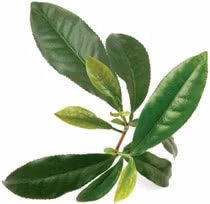 5 cach giup co the toa huong thom quyen ru