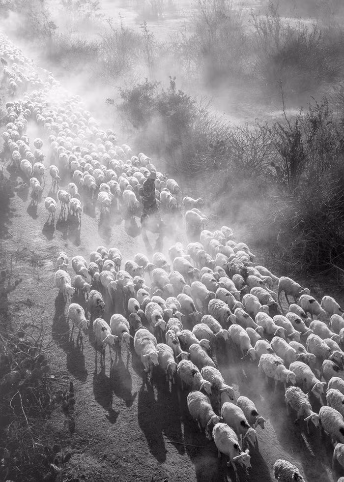 Đàn cừu trở về ở Ninh Thuận nổi bật trên National Geographic