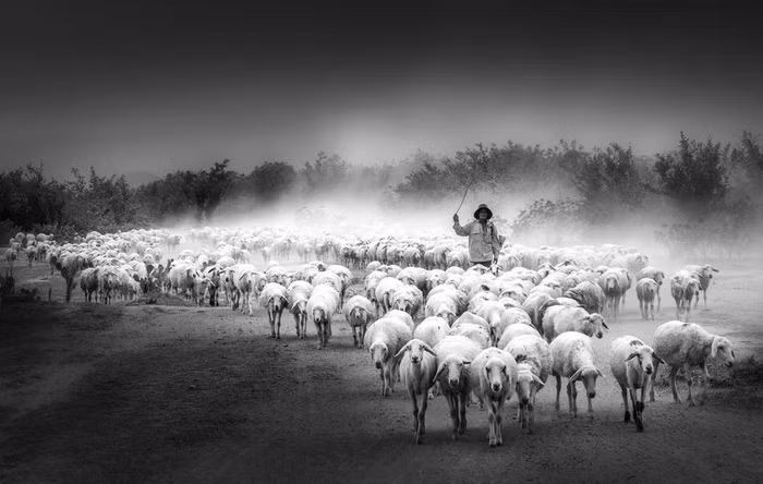 Đàn cừu trở về ở Ninh Thuận nổi bật trên National Geographic