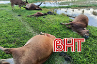 5 con bò bị sét đánh chết giữa đồng ở Hà Tĩnh