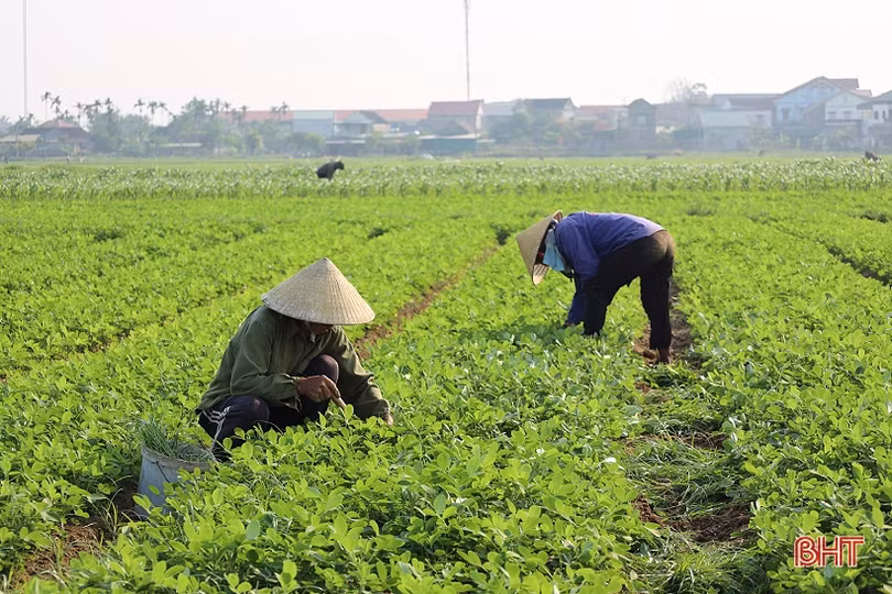 Nông dân chủ động phòng trừ sâu bệnh hại lạc xuân
