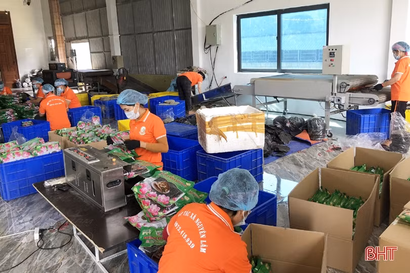 Hợp tác xã ở Hà Tĩnh chủ động đổi mới, sẵn sàng gia nhập “sân chơi lớn”