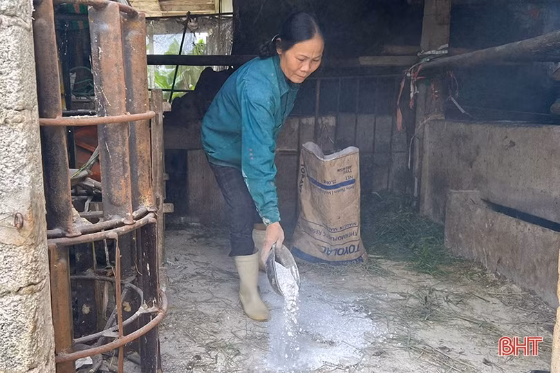 Rốt ráo phòng dịch viêm da nổi cục trên trâu, bò ở Hà Tĩnh