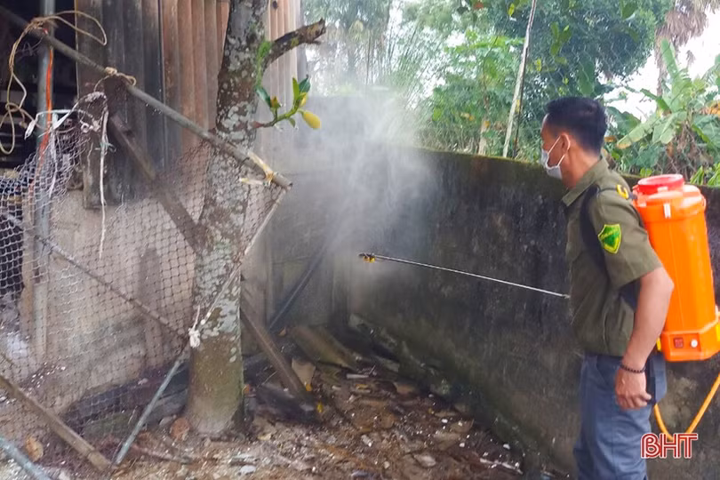 Rốt ráo phòng dịch viêm da nổi cục trên trâu, bò ở Hà Tĩnh