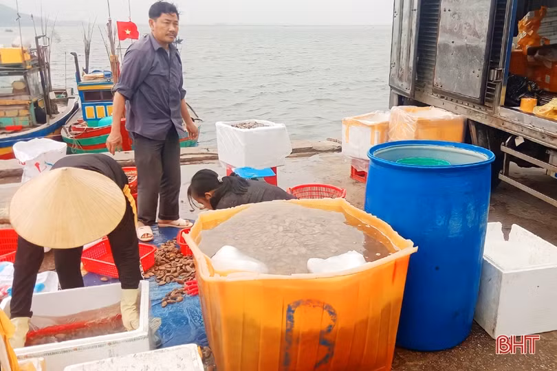 Hải sản đầu mùa du lịch tăng giá, ngư dân Hà Tĩnh phấn khởi vươn khơi