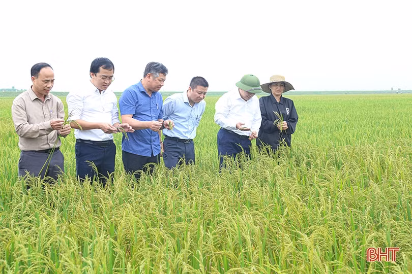 Theo sát đồng ruộng, kịp thời phòng trừ dịch bệnh trên lúa xuân