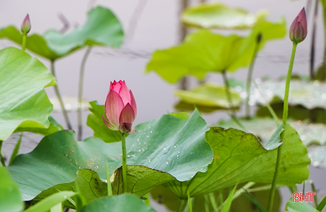 thom ngat huong sen dau mua giua long tp ha tinh