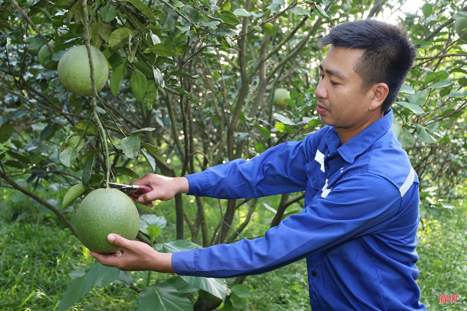 Để cây sinh trưởng ổn định, cho quả đồng đều, doanh nghiệp đầu tư hệ thống tưới nhỏ giọt kết hợp bón phân qua nước, đồng thời thực hiện tỉa cành, tạo tán, điều chỉnh độ ẩm và bổ sung vi lượng theo từng giai đoạn.