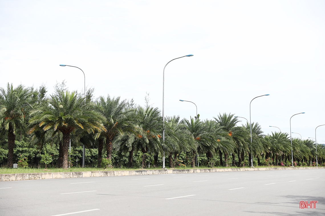 Hàng trăm cây chà là vào mùa quả chín ở nhà máy thép lớn nhất Hà Tĩnh